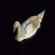 Mute Swan