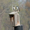 Tree Swallows (nesting pair)