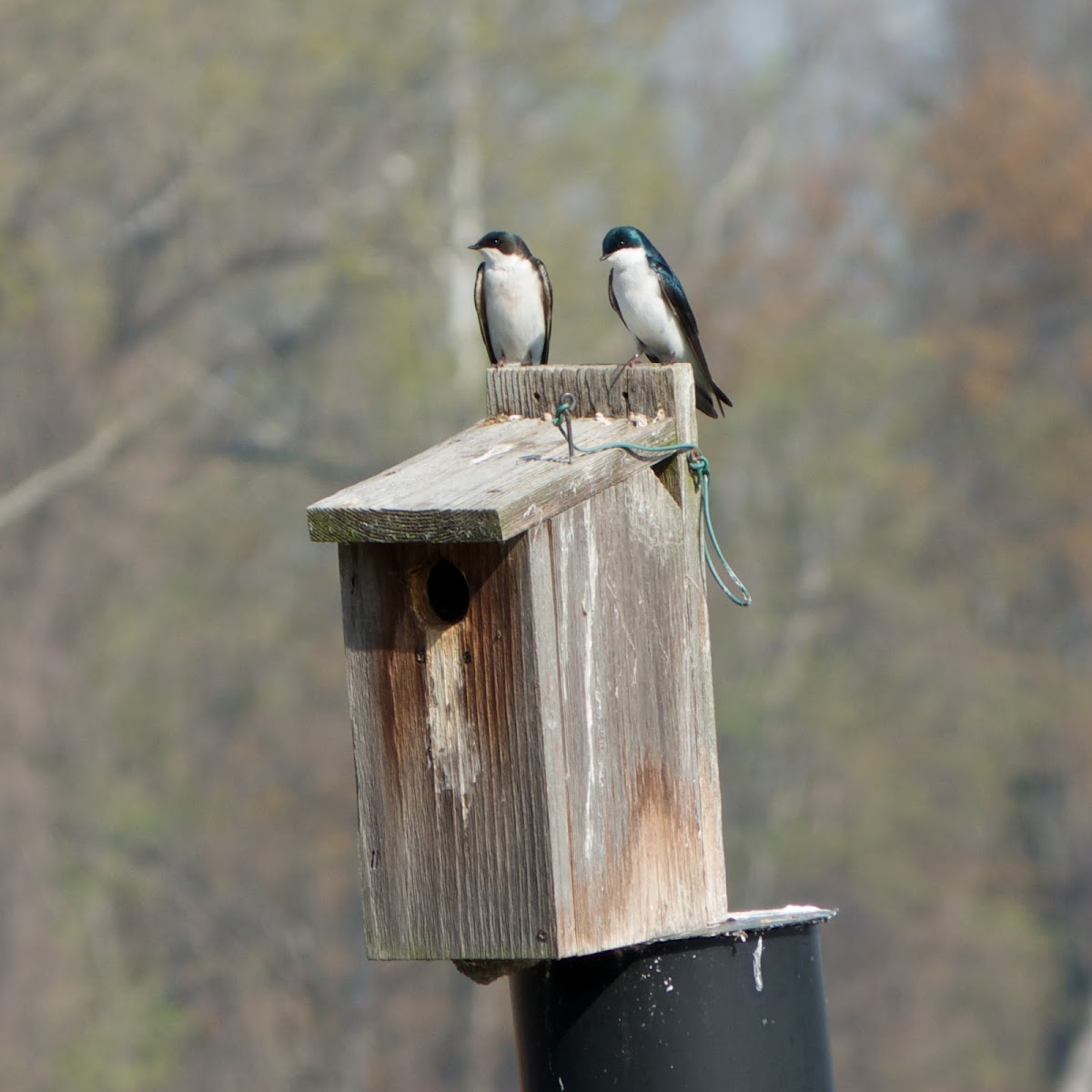 Tree Swallows (nesting pair)