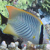 Chevron Butterflyfish