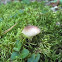 Small mushroom