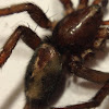 Ground spider (possibly the Parson spider)