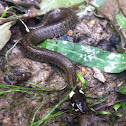 Grass Snake