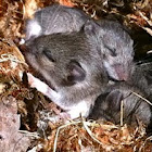white-footed mouse pups
