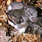 white-footed mouse pups