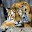Tiger Wallpapers Download on Windows