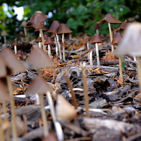 Mushrooms army. by Irmantas Baltrusaitis - Nature Up Close Mushrooms & Fungi