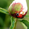 Lady Bug/Peony