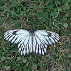 Unknown Butterfly