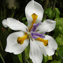 Large wild iris, Fairy Iris