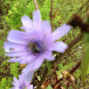 Chicory