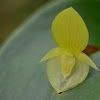 Orquídea Acronia