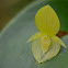 Orquídea Acronia