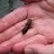 Dragonfly Larvae