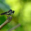 The Robber Fly