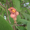 Magnolia / Magnolija