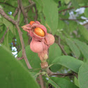 Magnolia / Magnolija