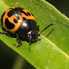 Milkweed leaf beetle