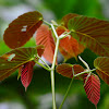 Begonia