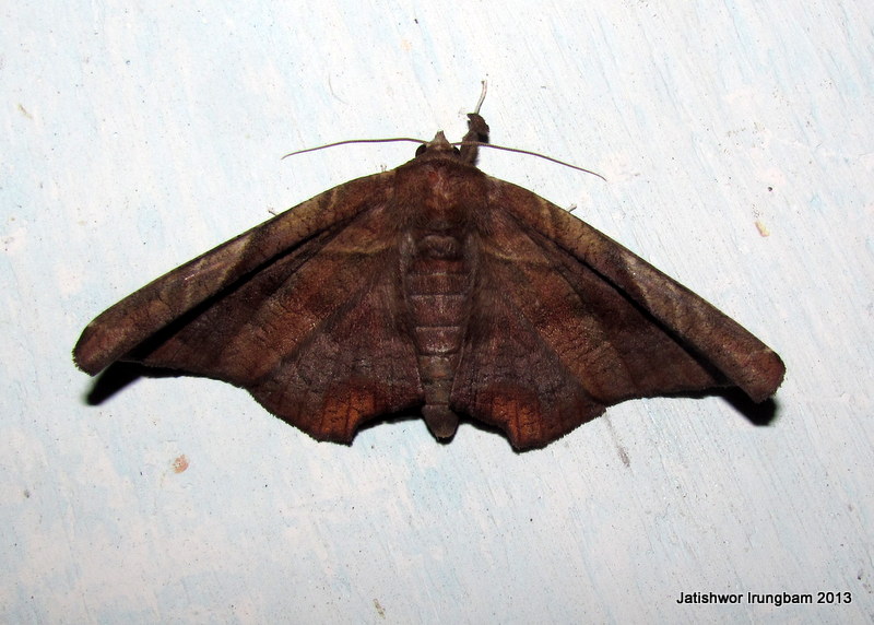 Noctuidae