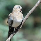 Namaqua dove (female)