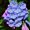 Virginia Bluebells