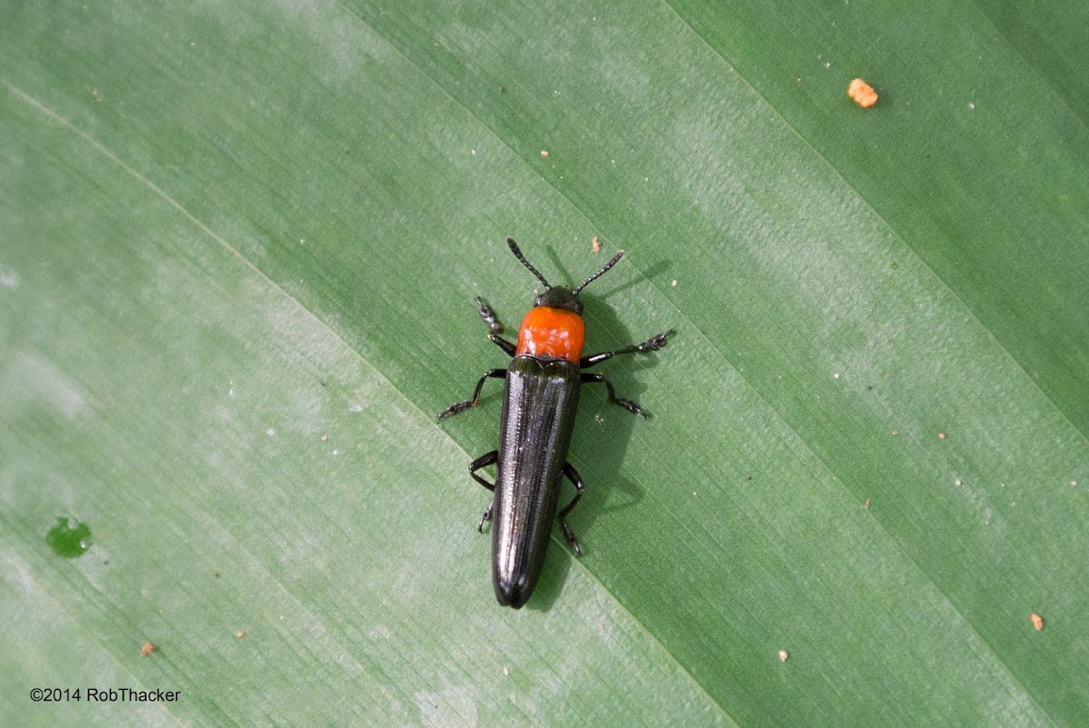Lizzard beetle