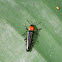 Lizzard beetle