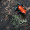 Red-Backed Poison Frog