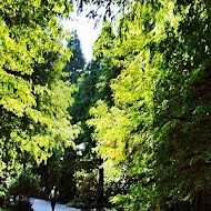 菁芳園 Tenway Garden／花園餐廳／落羽松