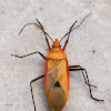 Pyrrhocorid Bug