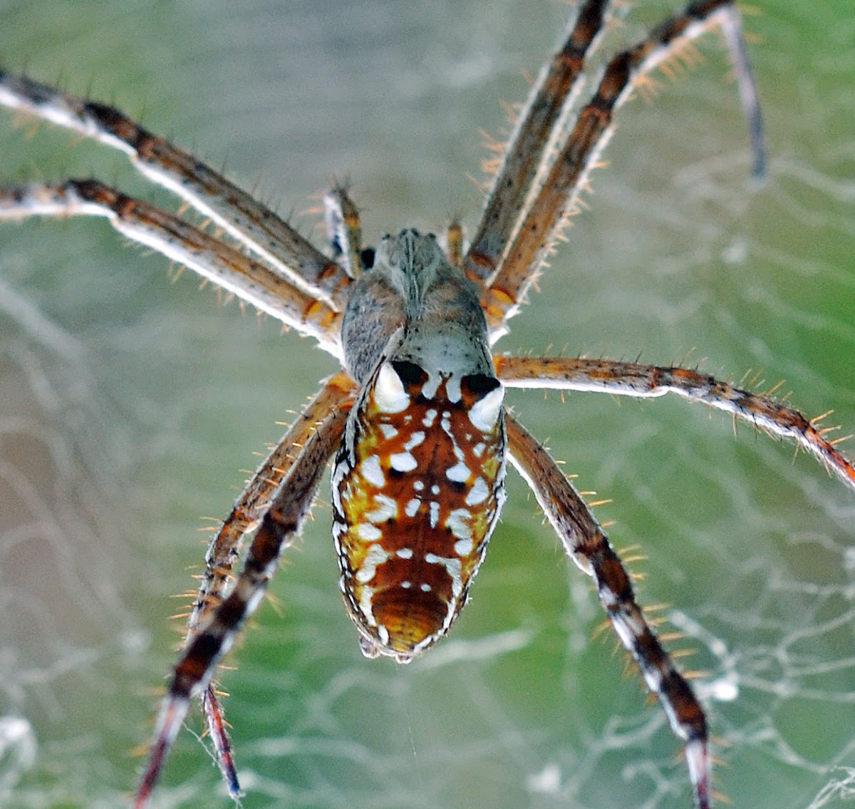 Tent-web spider (female)