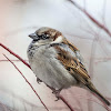 House Sparrow