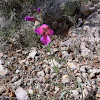 Wild gladiolus