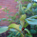 ladybird & aphids