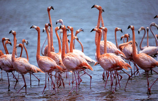 Bonaire's beautiful flamingos can be seen at the Pekelmeer Sanctuary and in Washington Slagbaai National Park.