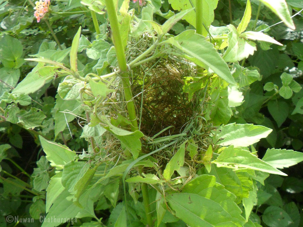 Plain Prinia's Nest