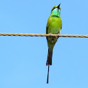 Small Bee-eater