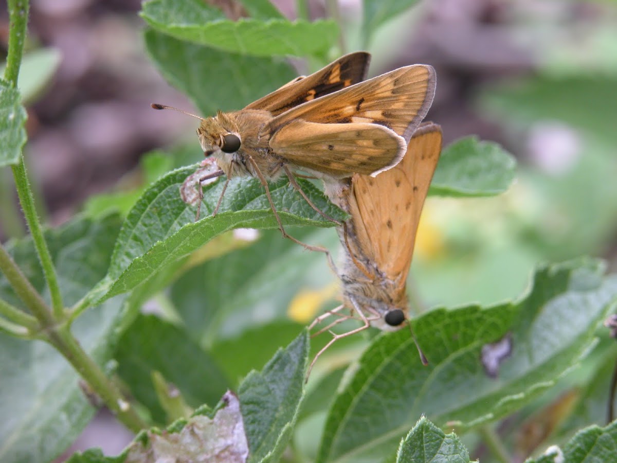 Fiery Skippers mating