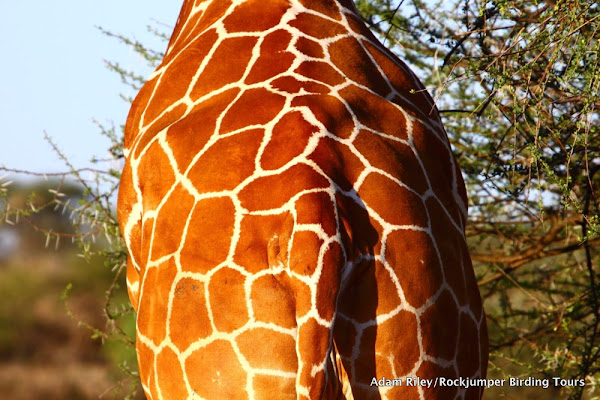 Reticulated Giraffe | Project Noah