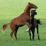 Horses by Allan Wallberg -  