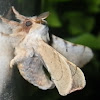 Small Silk Moth