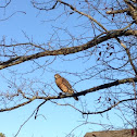 Red tailed hawk