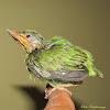Yellow fronted Barbet(Juvenile)