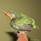 Yellow fronted Barbet(Juvenile)