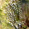 Beady Fungi
