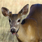 Costarican Deer