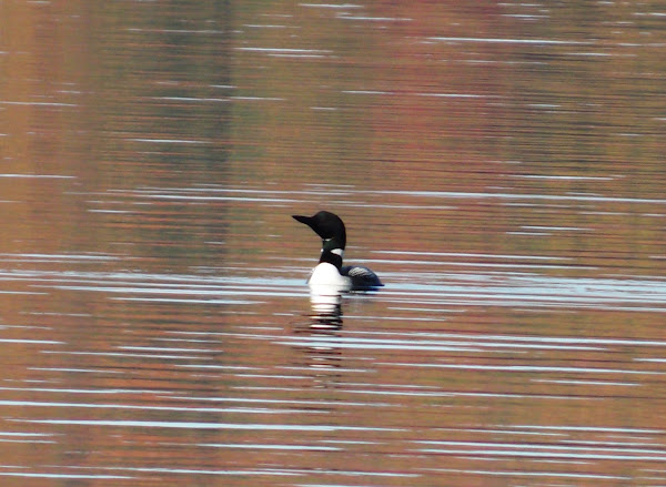 Common Loon (Mature) | Project Noah
