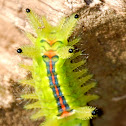 Stinging Slug Moth Caterpillar