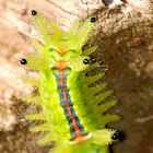 Stinging Slug Moth Caterpillar